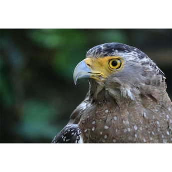 Canon RF-S 55-210mm f/5-7.1 IS STM Lens